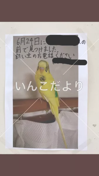 コメントの画像