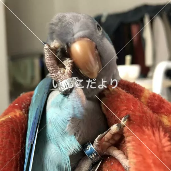 コメントの画像