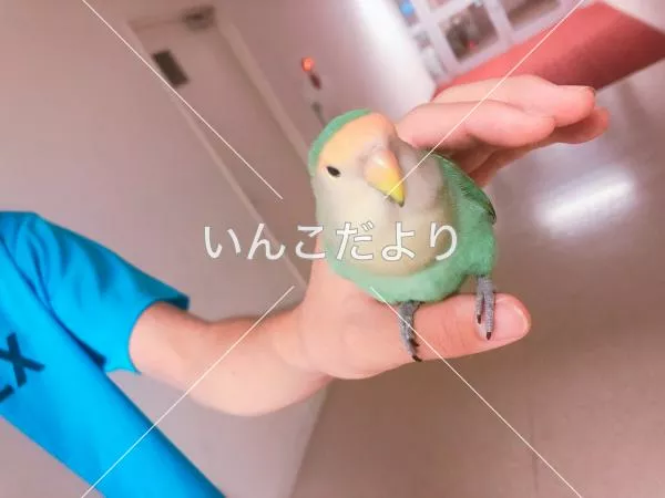 コメントの画像