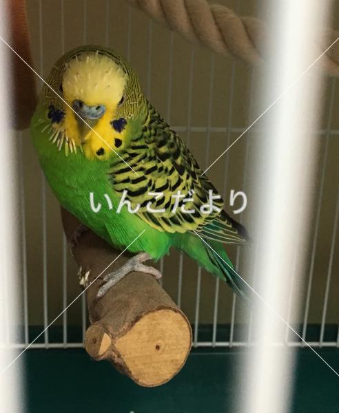 コメントの画像