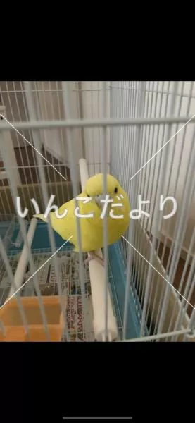 コメントの画像