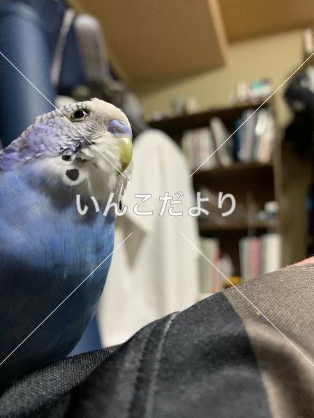 コメントの画像