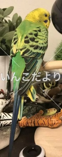 コメントの画像