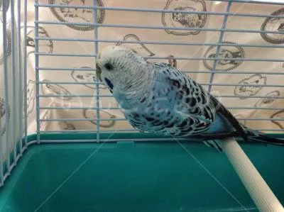 コメントの画像