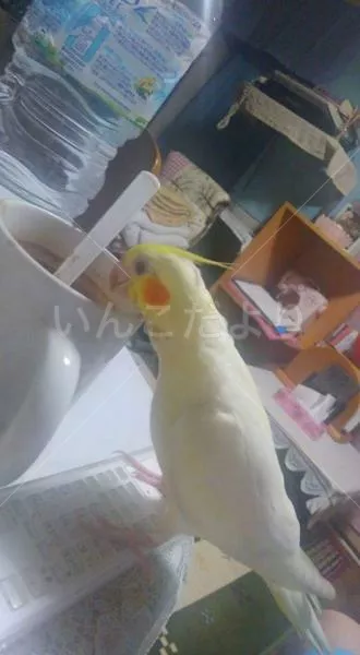 コメントの画像