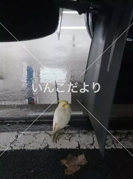 コメントの画像