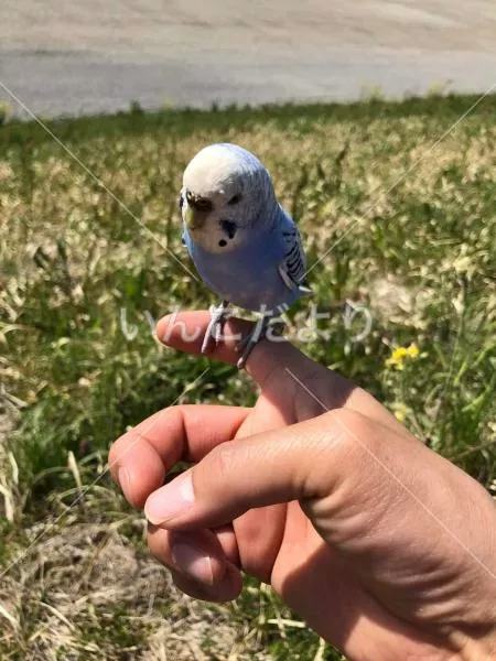 コメントの画像