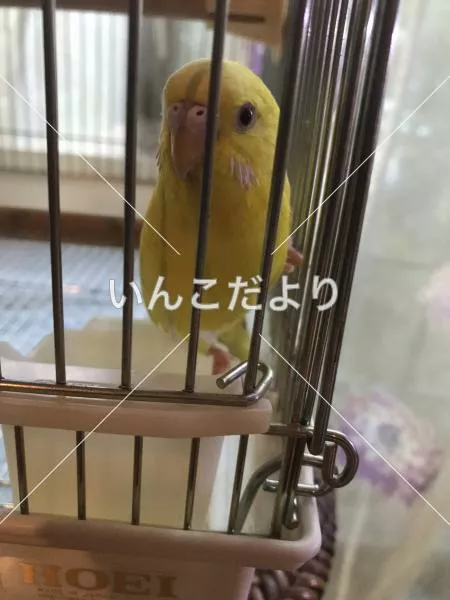 コメントの画像