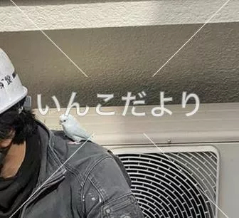 コメントの画像