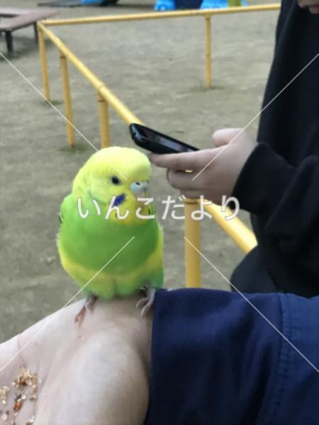 コメントの画像