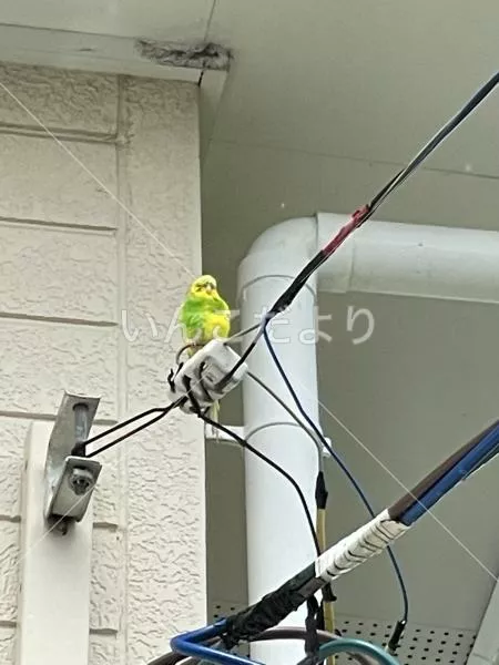 コメントの画像