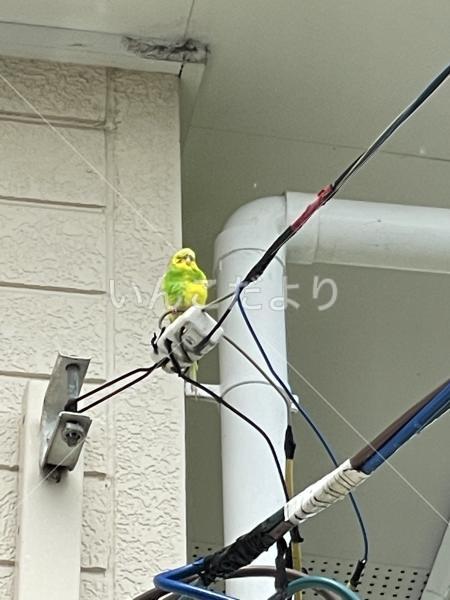 コメントの画像
