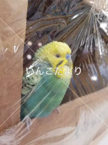 コメントの画像