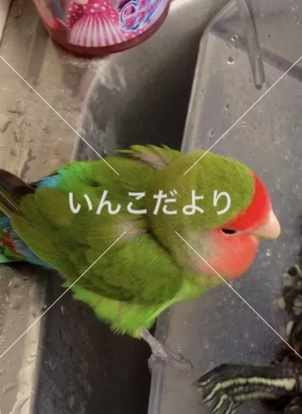 コメントの画像