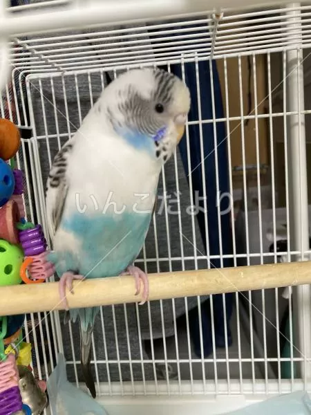 コメントの画像