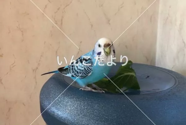 コメントの画像