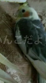 コメントの画像