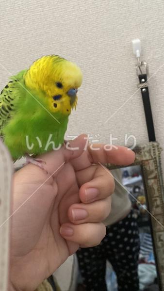 コメントの画像