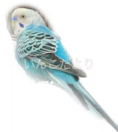 コメントの画像