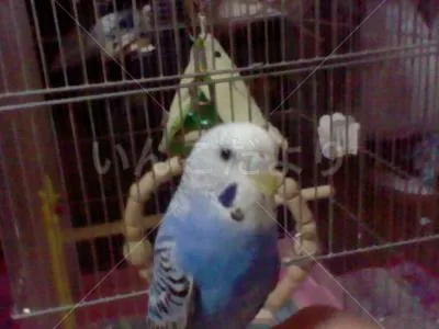 コメントの画像