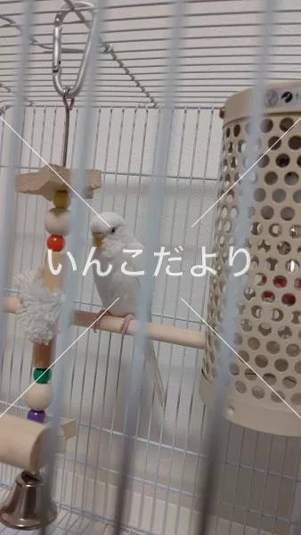 コメントの画像