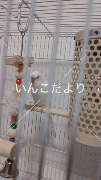 コメントの画像