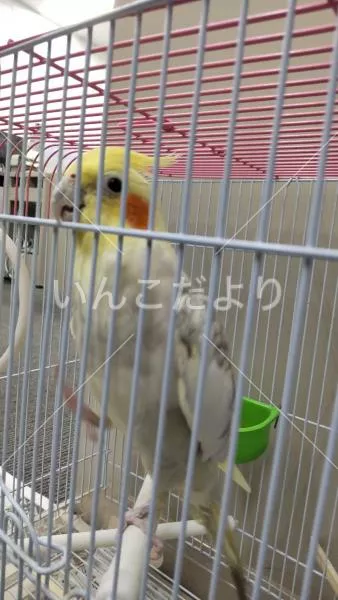 コメントの画像