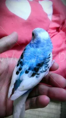 コメントの画像