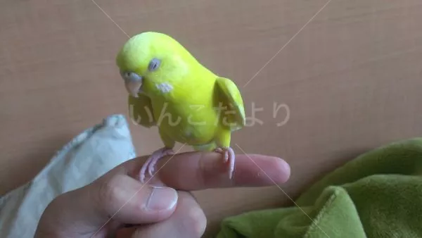 コメントの画像