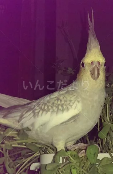 コメントの画像