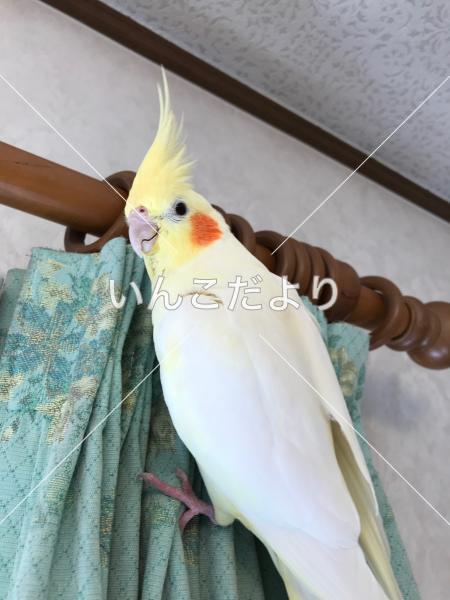コメントの画像
