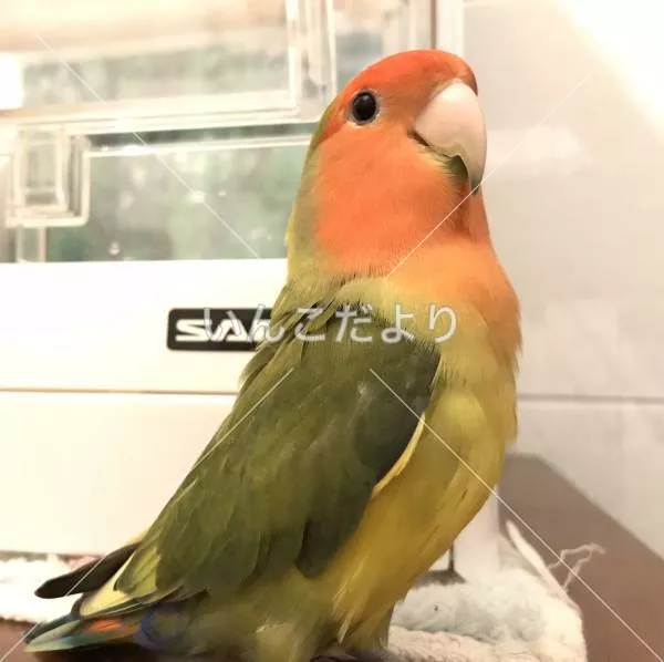 コメントの画像