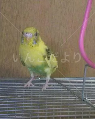 コメントの画像