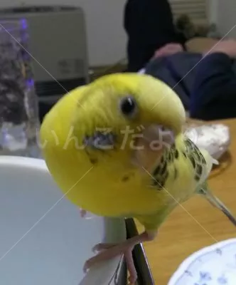 コメントの画像