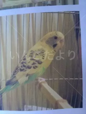 コメントの画像