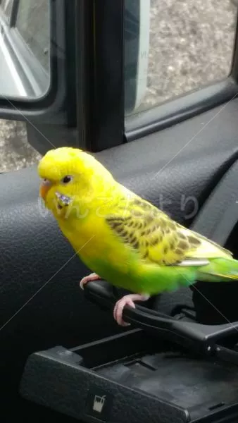 コメントの画像