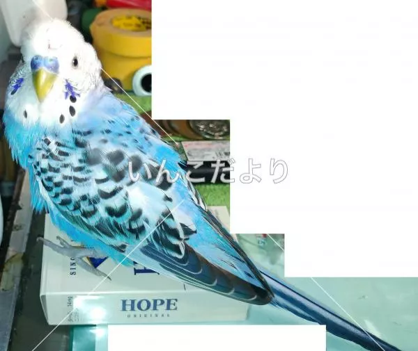 コメントの画像