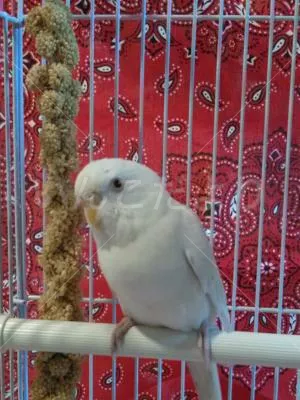 コメントの画像