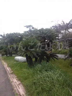 コメントの画像