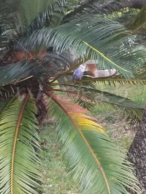 コメントの画像