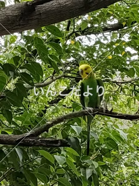 コメントの画像