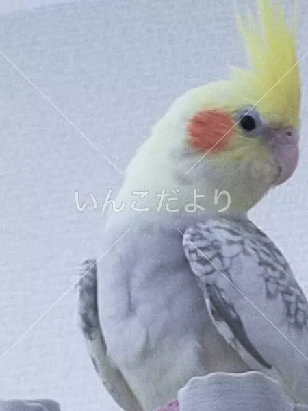 コメントの画像