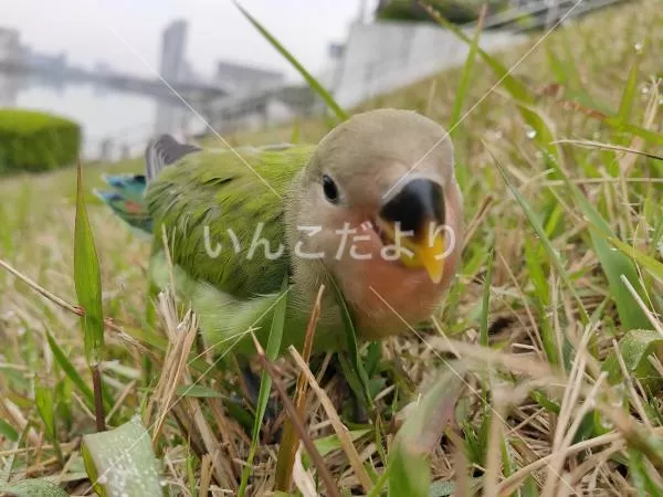 コメントの画像