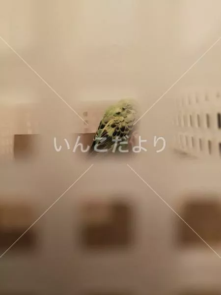 コメントの画像