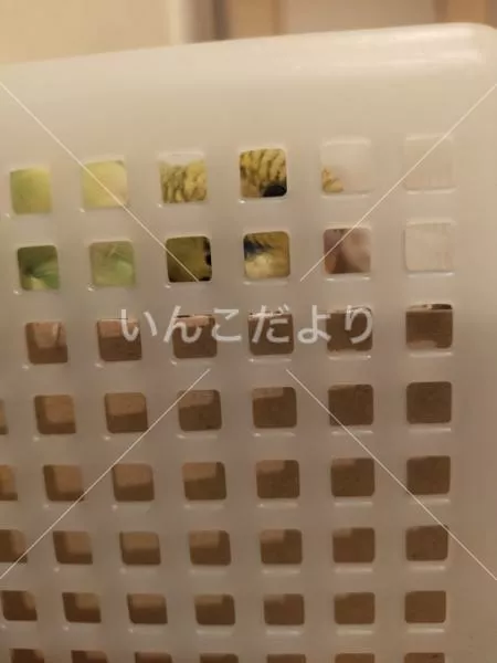 コメントの画像