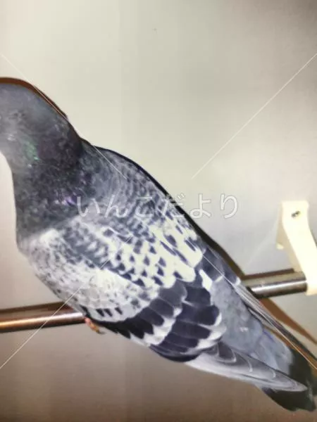 コメントの画像