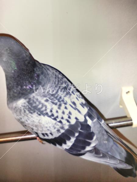 コメントの画像