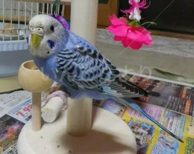 コメントの画像