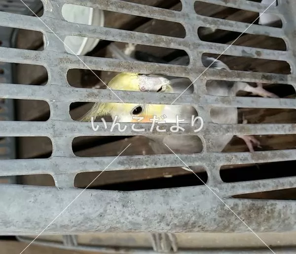 コメントの画像