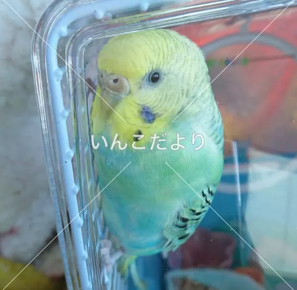 コメントの画像